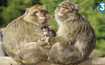 Invitations pour la Montagne des singes à Kintzheim