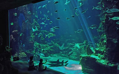 Entrées pour l'aquarium "Mare Nostrum"