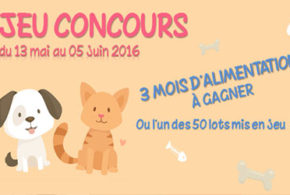 Lots d'accessoires chien ou chat