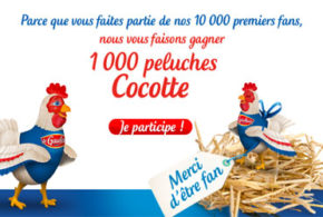 Peluches Cocotte