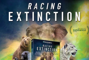 Blu-ray et DVD du film "Racing extinction"
