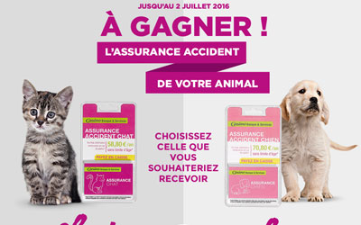 Assurance accident pour chienchat pendant 1 an