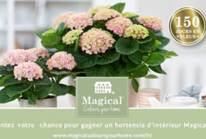 Hortensias d'intérieur