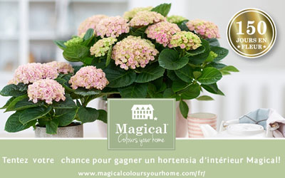 Hortensias d'intérieur