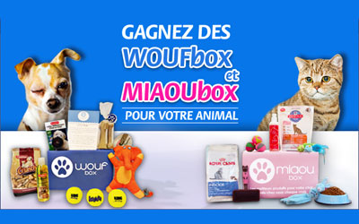 Box pour chien Woufbox