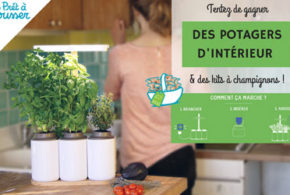 Potagers d'intérieur avec 3 aromates