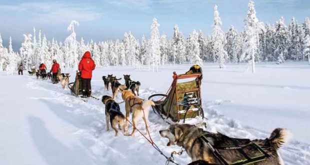Voyage en chiens de traîneau au cœur de la Suède