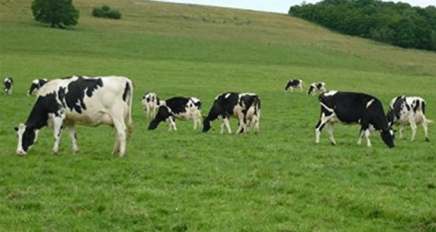 Week-end pour 2 adultes et 2 enfants à la ferme