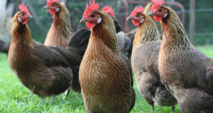 La Ville de Caluire et Cuire vous offre des poules