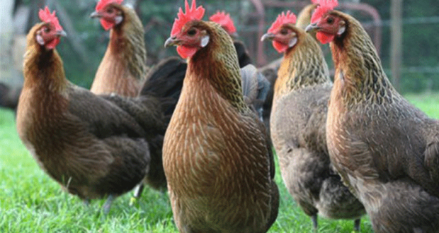 La Ville de Caluire et Cuire vous offre des poules