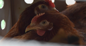 2 Poules + Poullailler offertes aux habitants de Montélimar