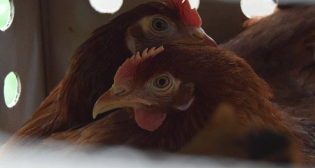 2 Poules + Poullailler offertes aux habitants de Montélimar