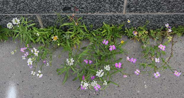 5000 Sachets de graines de fleurs gratuits - Nantes