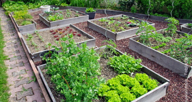 Atelier Gratuit engrais vert et travail du sol - Paris