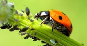 Distribution gratuite de coccinelles pour le jardin