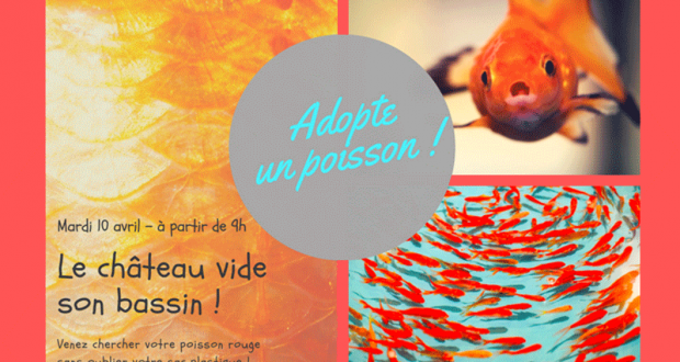 Poissons rouges et carpes à adopter gratuitement