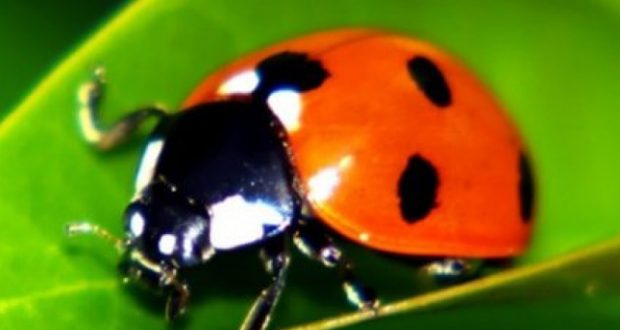 Distribution Gratuite de Larves de Coccinelles et de Chrysopes