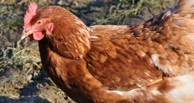 2 poules offertes pour réduire ses déchets