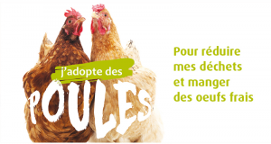 2 poules pondeuses offertes pour réduire ses déchets