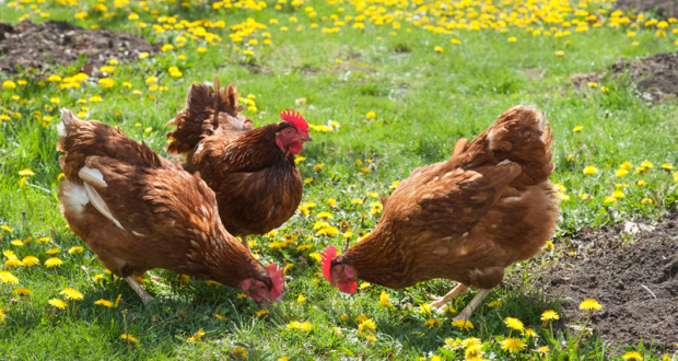 2300 Poules Pondeuses Gratuites - Montesquieu