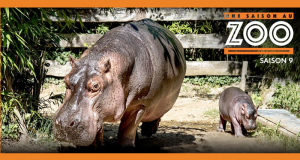 Week-end pour 4 au Zoo de la Flèche en lodge