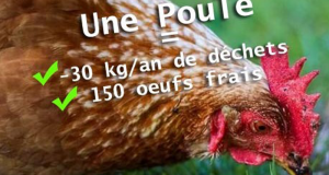 2 Poules Pondeuses offertes pour réduire ses déchets - Les Ulis