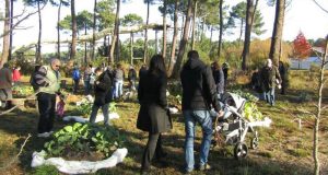 Distribution Gratuite d'Arbres - Gujan Mestras