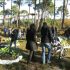 Distribution Gratuite d'Arbres - Gujan Mestras