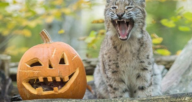 Entrée gratuite pour les enfants déguisés au Parc animalier de Sainte-Croix