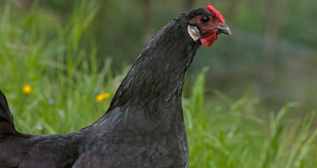 Lot de 2 POULES pondeuses offertes