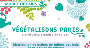 Distribution gratuite de 40 000 sachets de bulbes