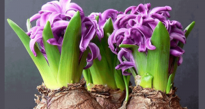 Distribution gratuite de bulbes de tulipes des bois et scille de Sibérie