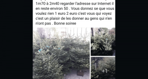 Sapin Nordmann gratuit - Terre d'avenir Fuveau