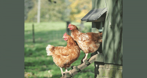 2 Poules Pondeuses à réduction de déchets offertes