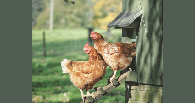 2 Poules Pondeuses à réduction de déchets offertes