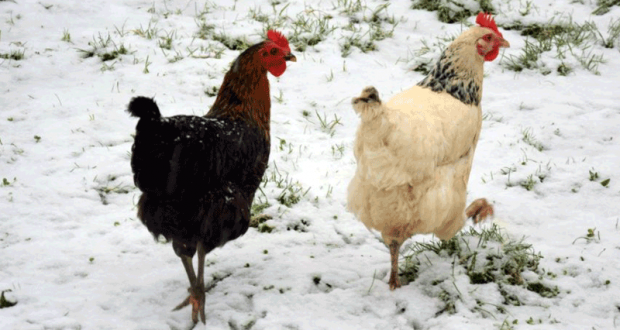 2 Poules Pondeuses Gratuites