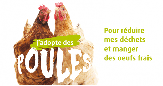Adoptez deux poules gratuitement pour la réduction des déchets