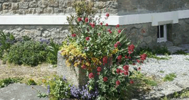 Distribution Gratuite de graines de fleurs