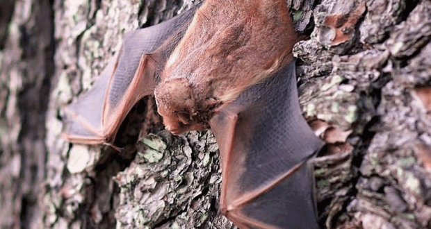 Distribution gratuite de 90 nichoirs à chauve-souris