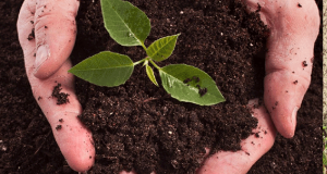 Distribution gratuite de compost - Sablé-sur-Sarthe