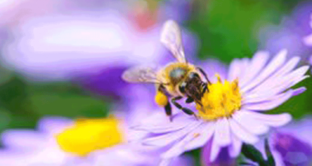 Distribution gratuite de graines de fleurs pour insectes pollinisateurs