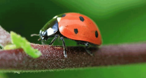 Distribution gratuite de larves de coccinelles et de chrysopes - Paris