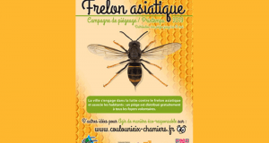 Distribution gratuite de pièges à frelons asiatiques - Coulounieix-Chamiers