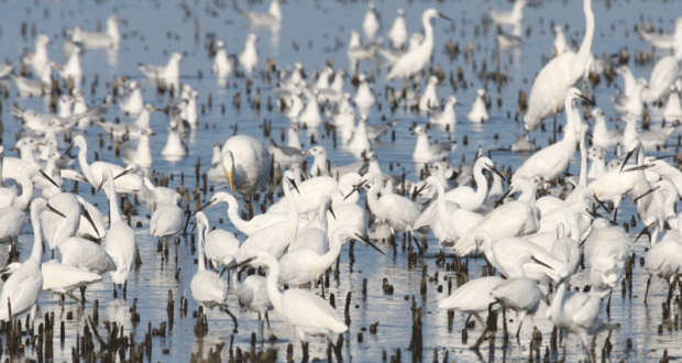 Week-end portes ouvertes à la Réserve Nationale de Camargue