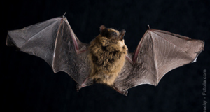 Nuit de la Chauve-souris gratuite au Jardin des Plantes