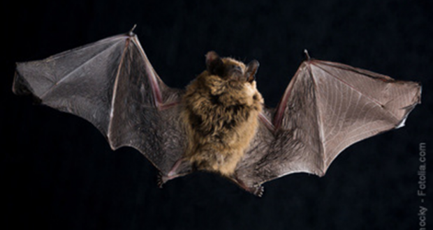 Nuit de la Chauve-souris gratuite au Jardin des Plantes