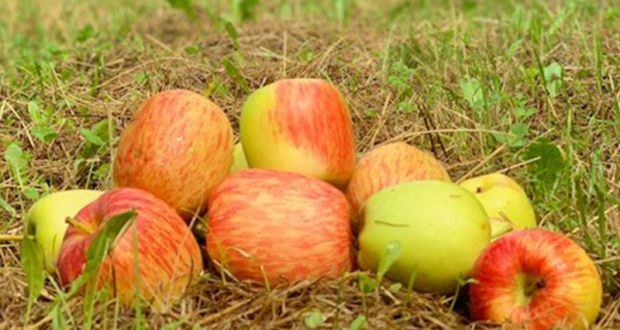 1Kg de Pommes à cueillir offert