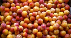 1kg de mirabelle offert sur simple visite