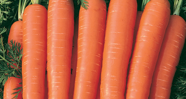 3kg de carottes à ramasser offerts