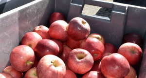 Distribution Gratuite de Pommes Locales Issues de l'Agriculture Durable